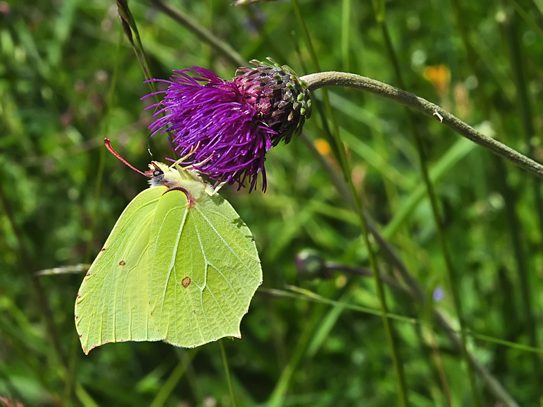 Gonepteryx rhamni