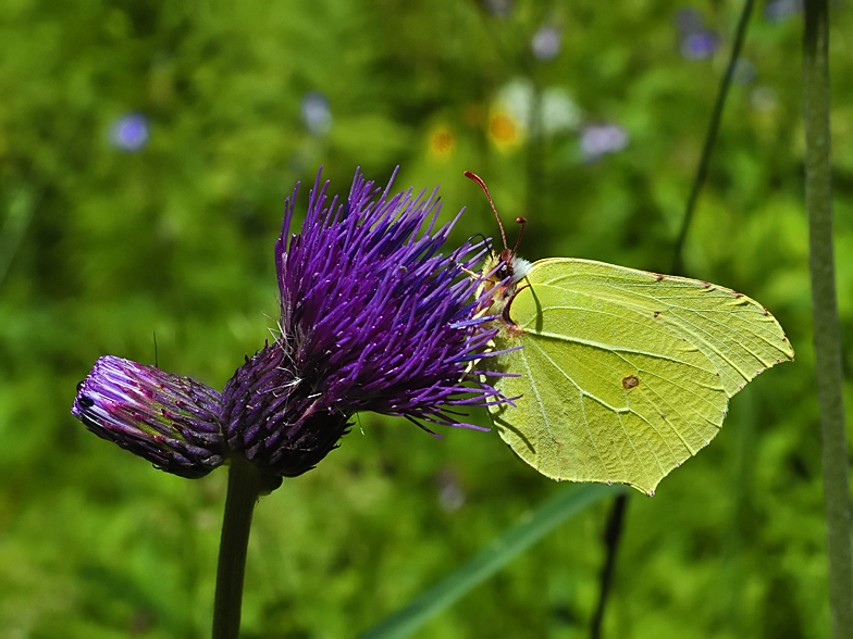 Gonepteryx rhamni