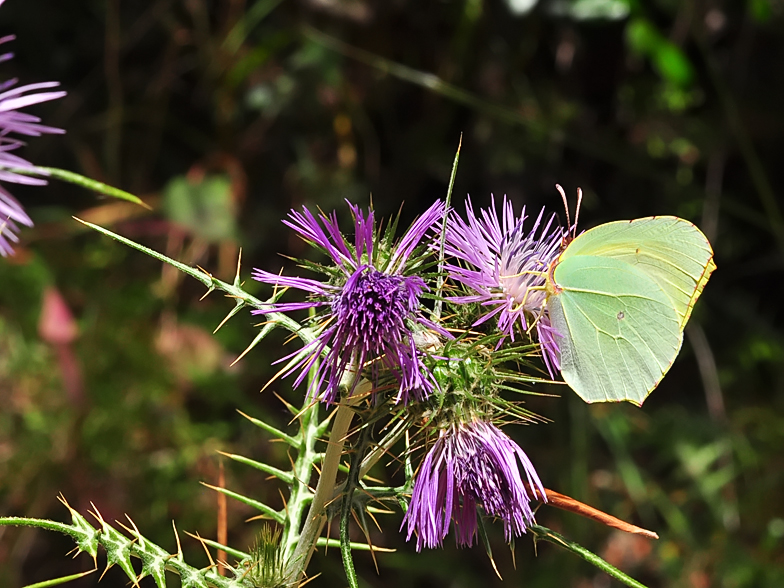 Gonepteryx rhamni