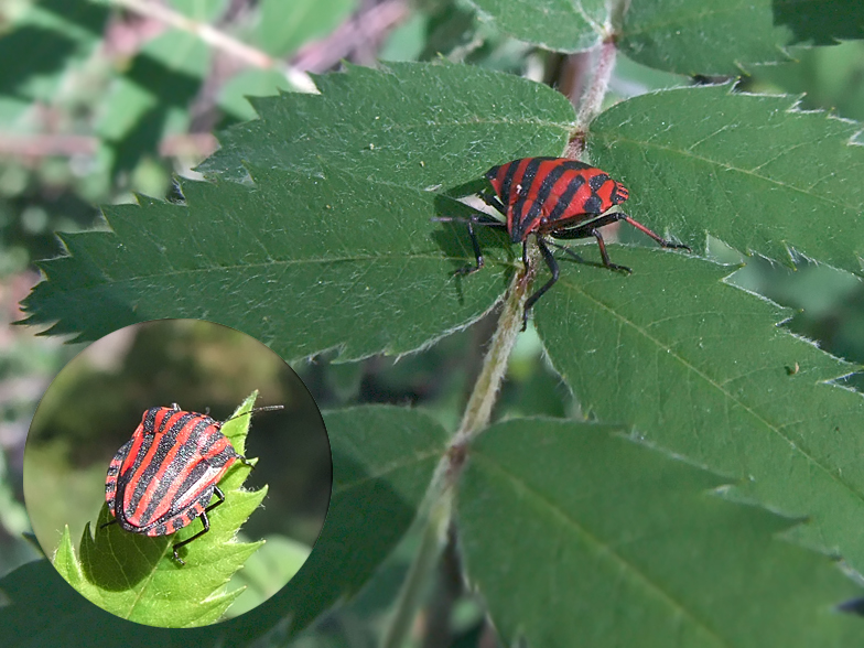 Graphosoma italicum