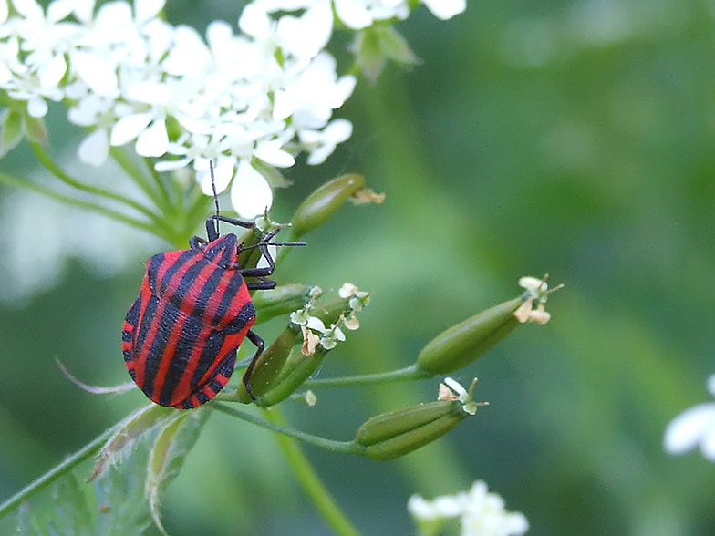 Graphosoma lineatum