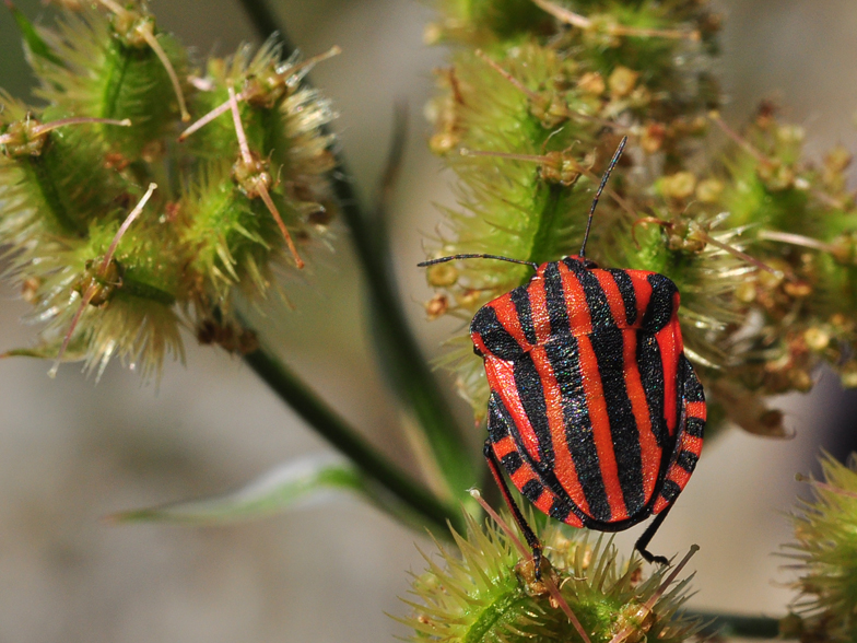 Graphosoma italicum