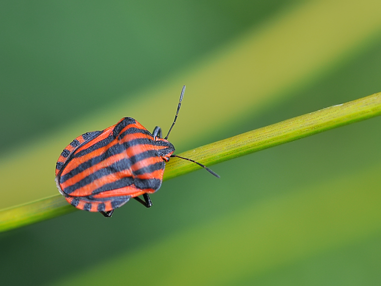 Graphosoma italicum