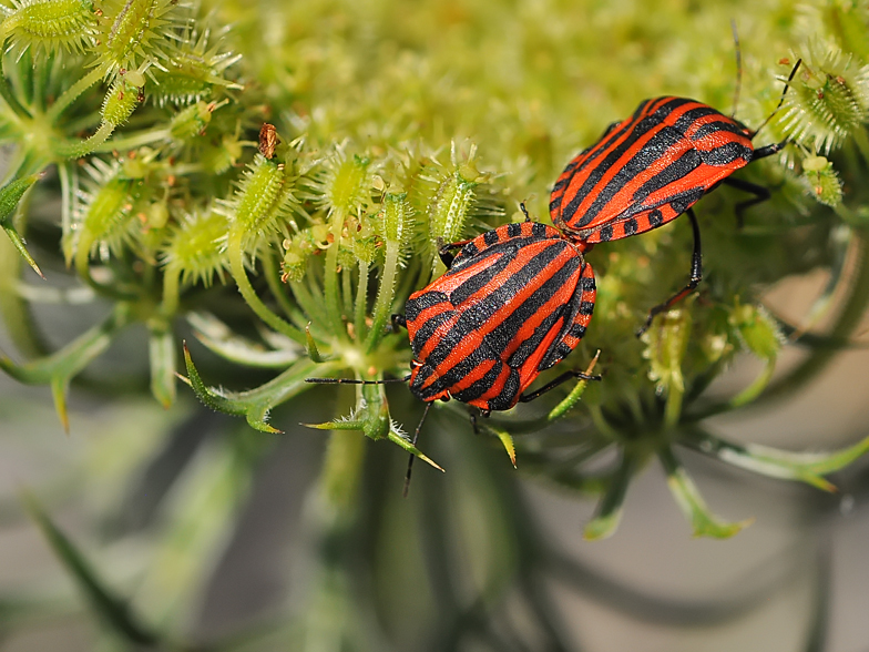 Graphosoma italicum