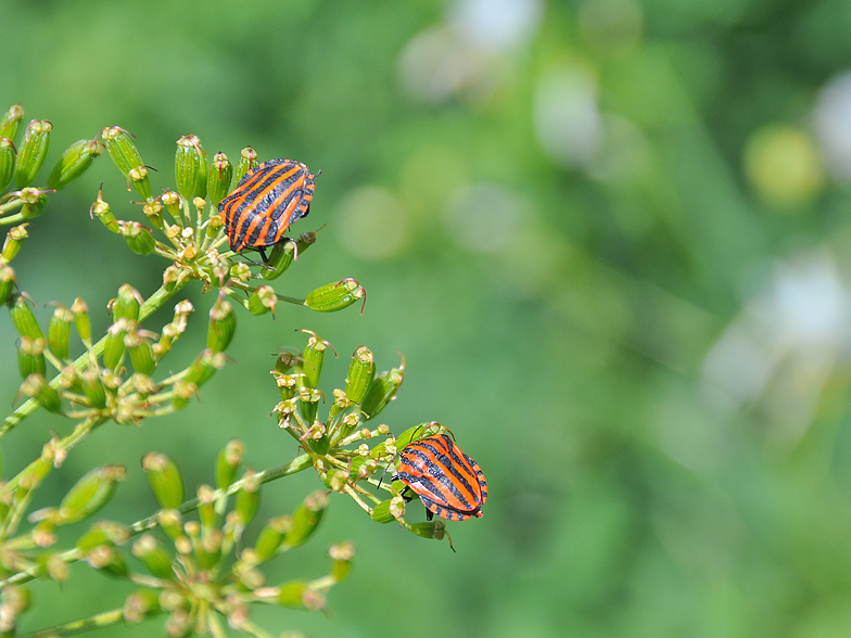 Graphosoma italicum