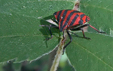 Graphosoma italicum