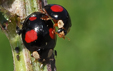 Harmonia axyridis