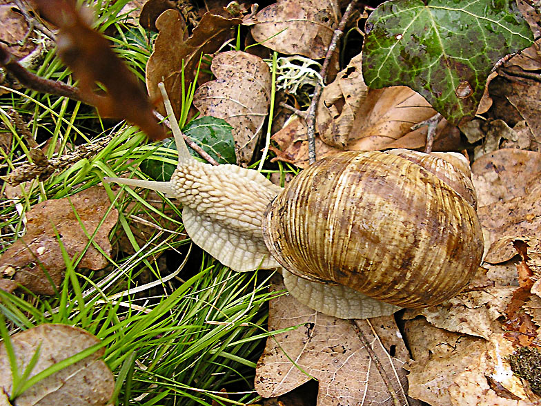 Helix pomatia