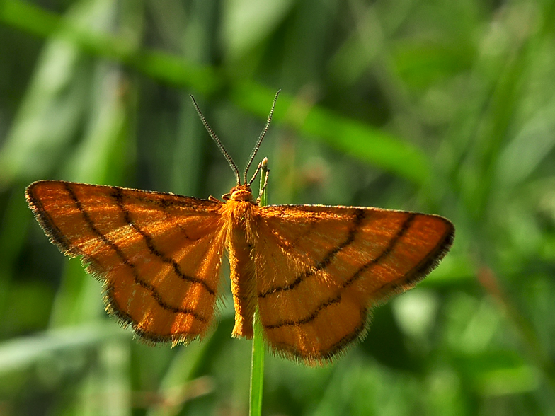 Idaea_aureolaria