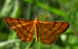 Idaea_aureolaria