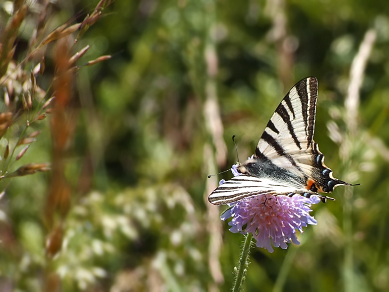 Iphiclides podalirius