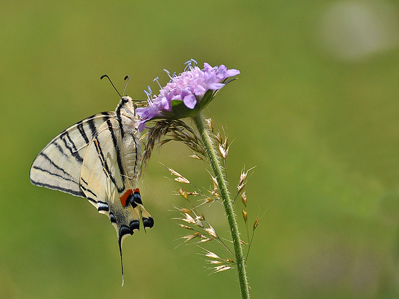 Iphiclides podalirius