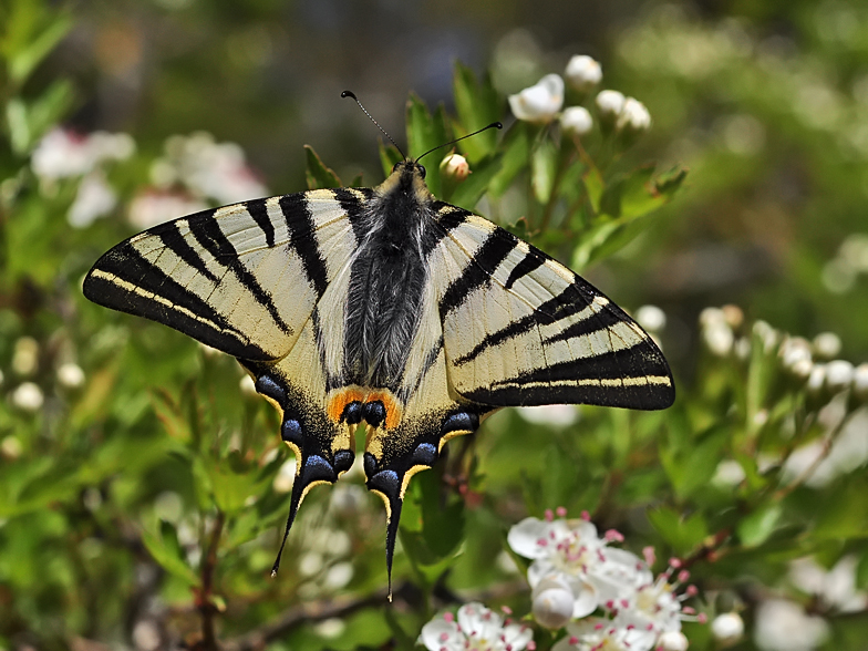 Iphiclides podalirius