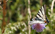 Iphiclides podalirius