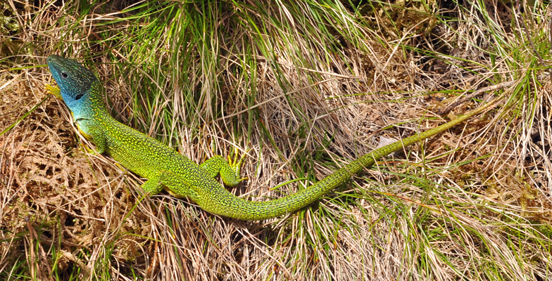 Lacerta viridis