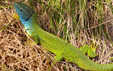 Lacerta viridis