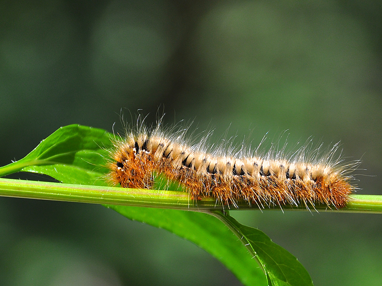 Lasiocampa quercus