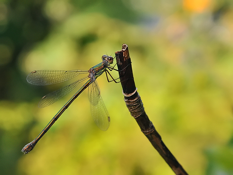 Lestes viridis