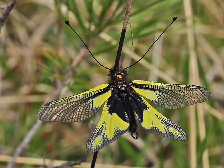 Libelloides coccajus