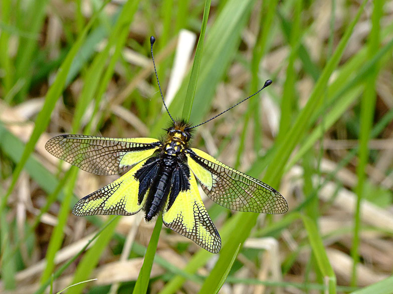 Libelloides cocajus