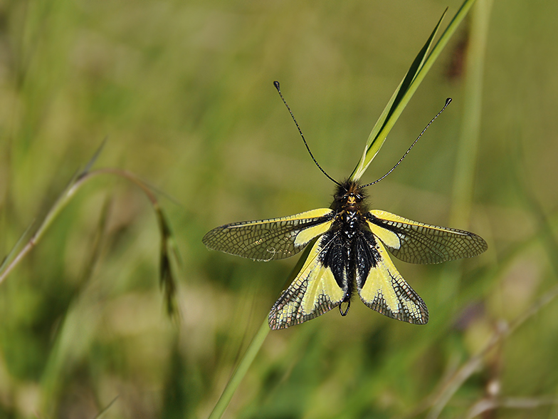 Libelloides coccajus