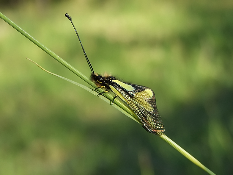 Libelloides coccajus