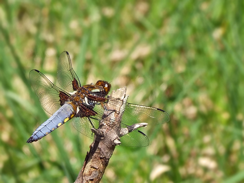 Libellula depressa