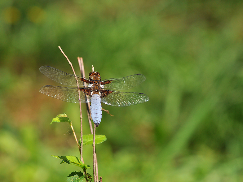 Libellula depressa