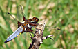 Libellula depressa