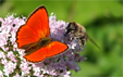 Lycaena virgaurea