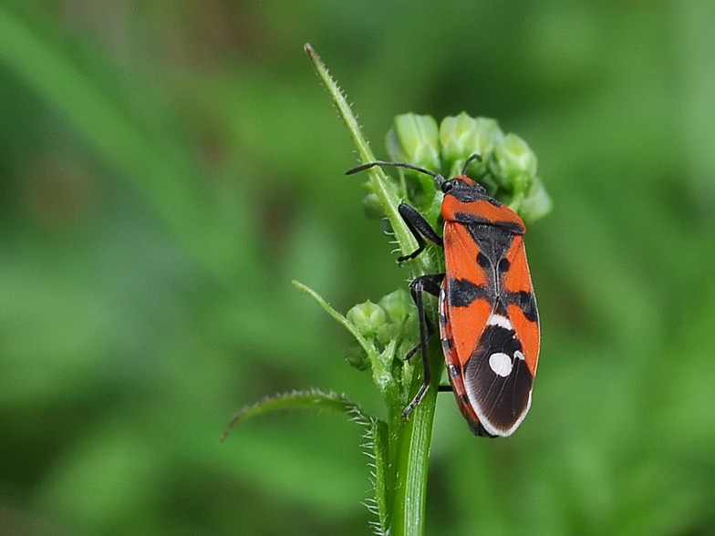 Lygaeus equestris