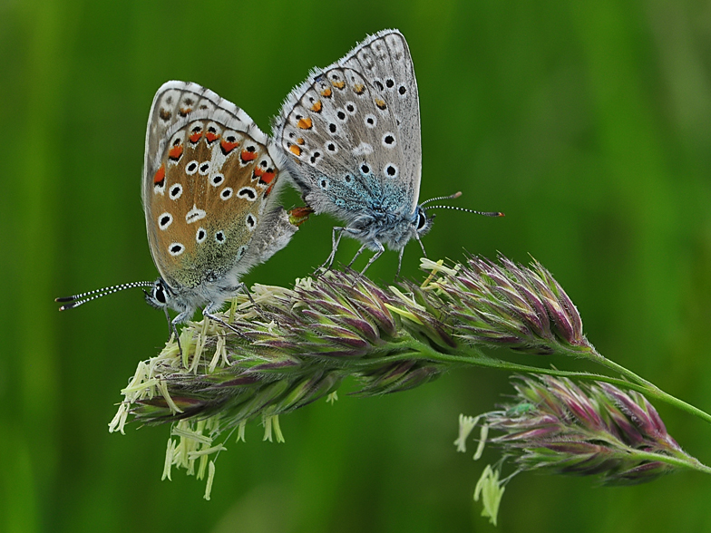 Lysandra bellargus