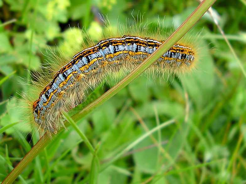 Malacosoma castrensis