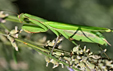 Mantis religiosa