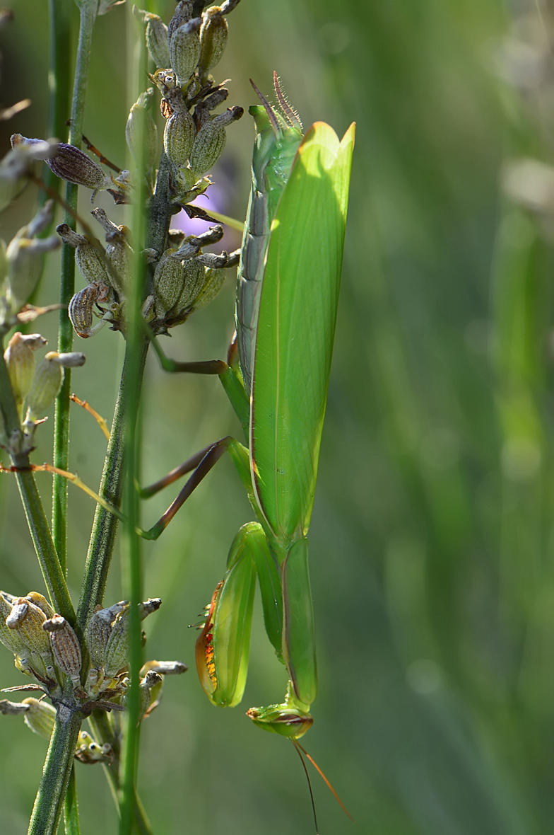 Mantis religiosa