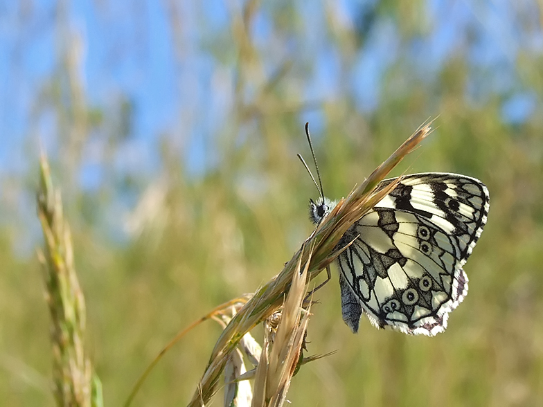 Melanargia galathea