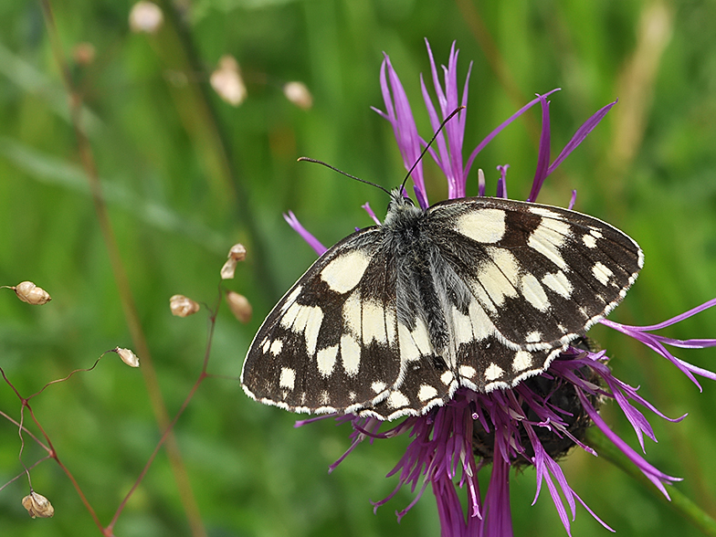 Melanargia galathea