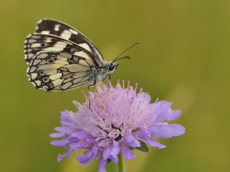 Melanargia galathea