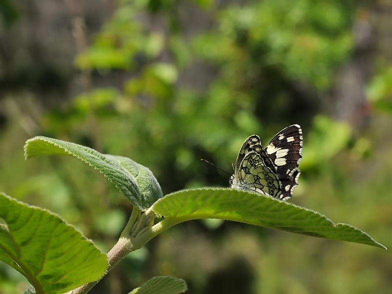 Melanargia galathea