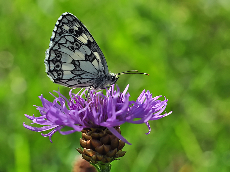 Melanargia galathea