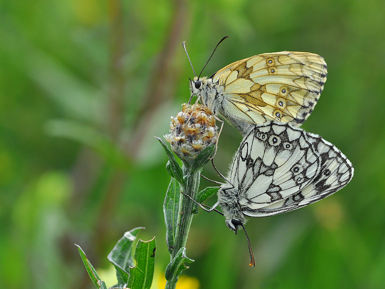 Melanargia galathea