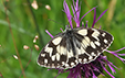 Melanargia galathea