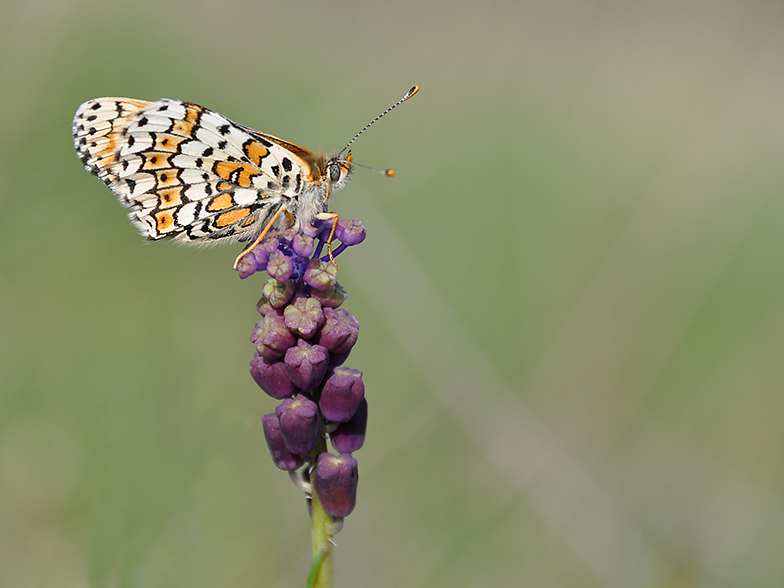 Melitaea cinxia