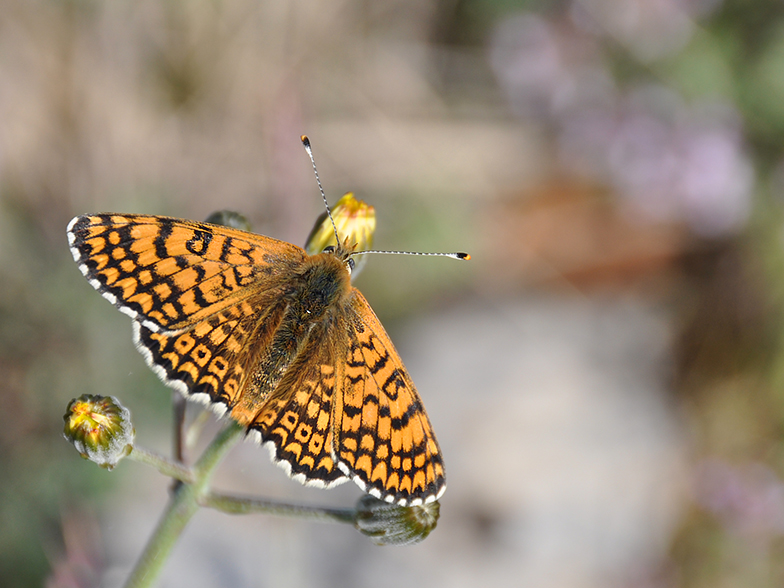 Melitaea cinxia