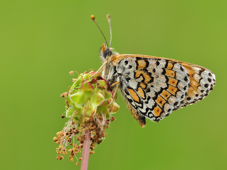 Melitaea cinxia