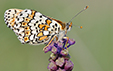 Melitaea cinxia