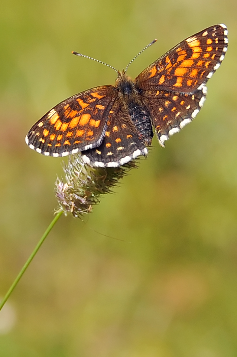 Melitaea diamina