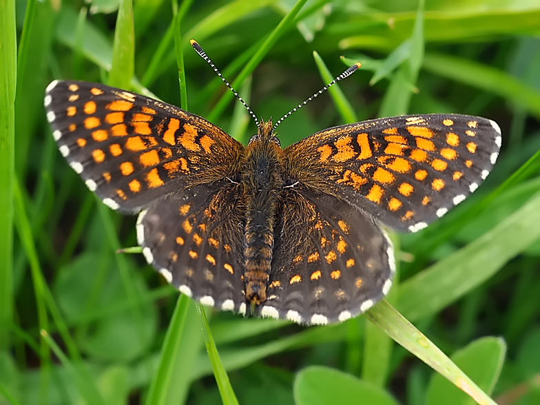 Melitaea diamina