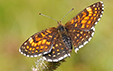 Melitaea diamina