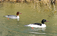 Mergus merganser